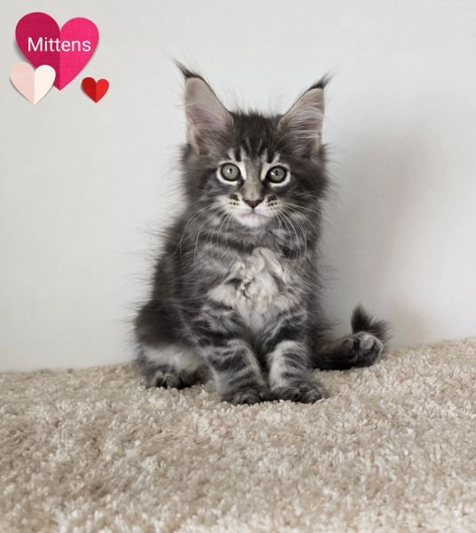 Maine Coon