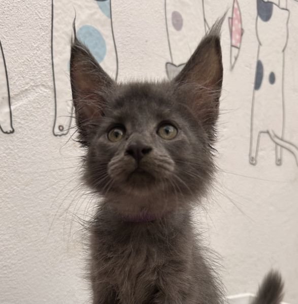 Maine Coon