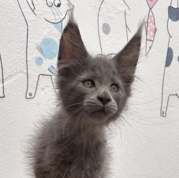 Maine Coon
