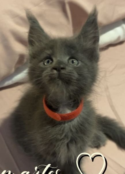 Maine Coon