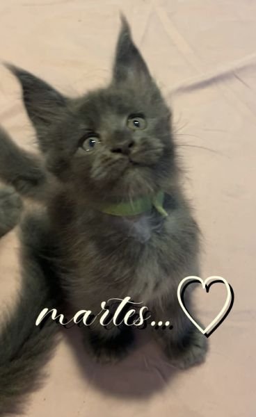 Maine Coon