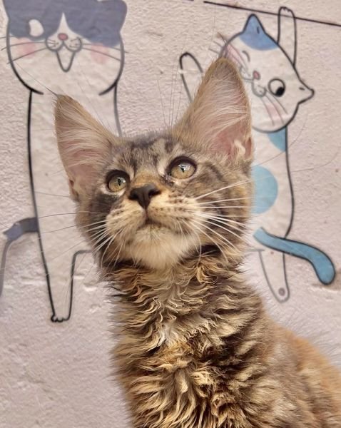 Maine Coon