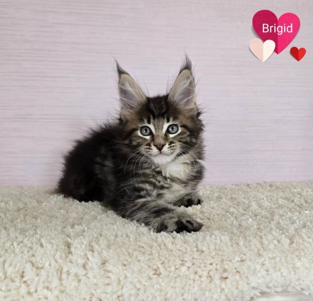 Maine Coon
