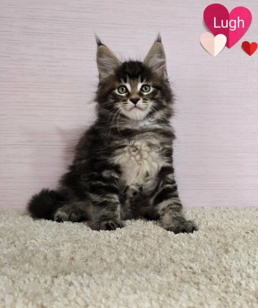 Maine Coon