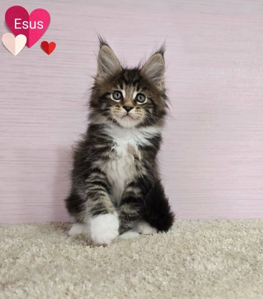Maine Coon
