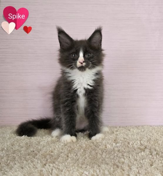 Maine Coon