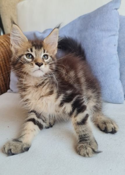 Maine Coon