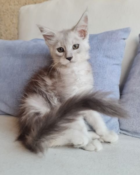 Maine Coon