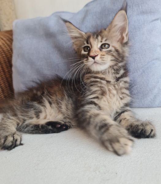 Maine Coon