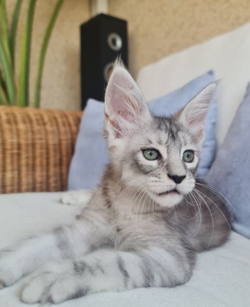 Maine Coon
