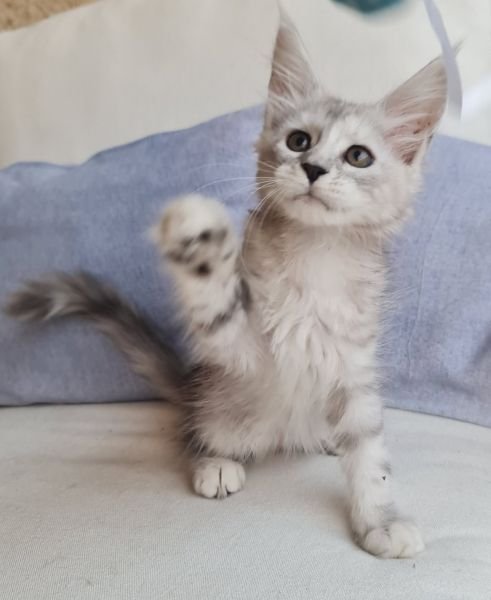 Maine Coon