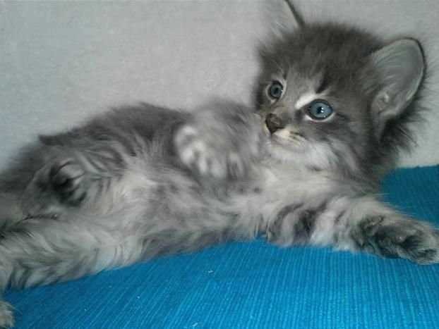 Hercules
