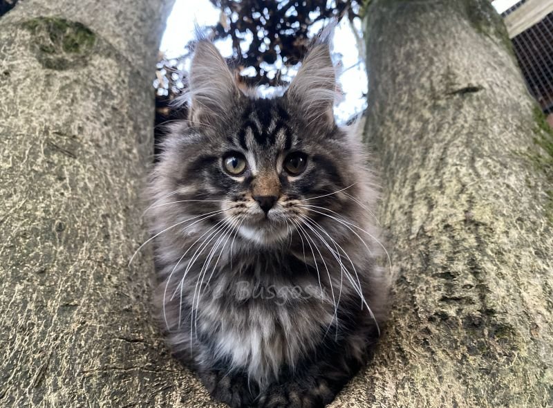 Maine Coon