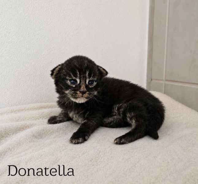 Donatella