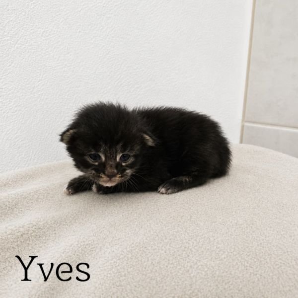 Yves