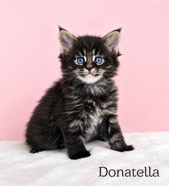 Donatella