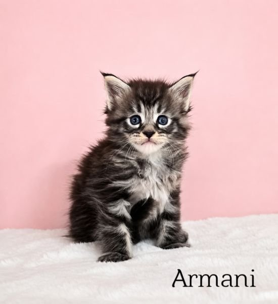 Armani