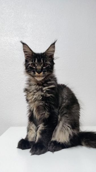 NEGRO TABBY