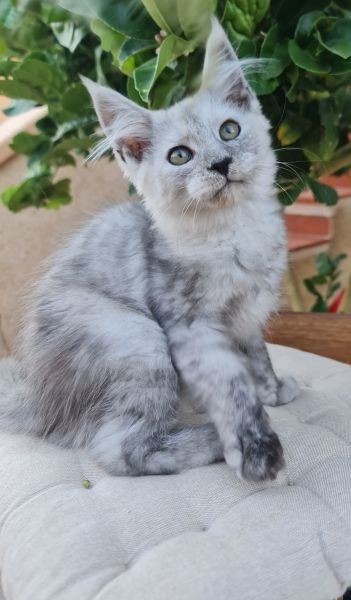 DANJI