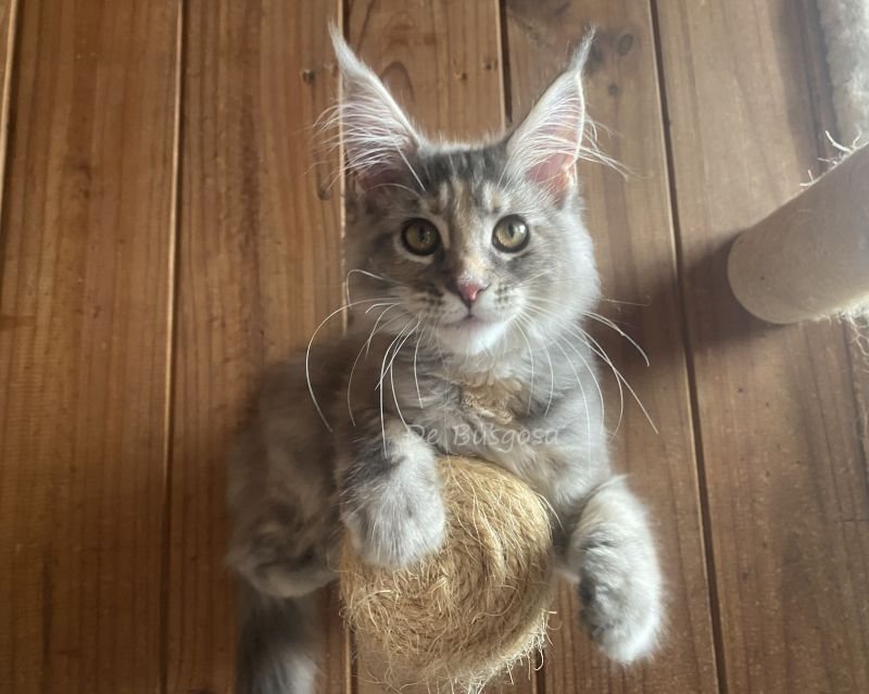 LILY DE BUSGOSU