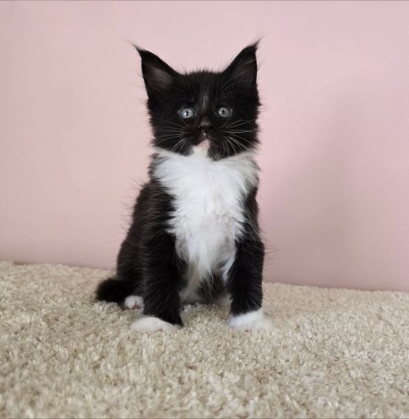 Oreo