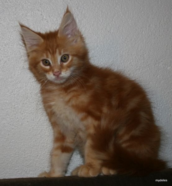 ELIAS