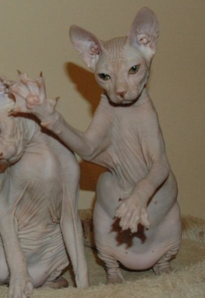 Koshechka PixySphynx