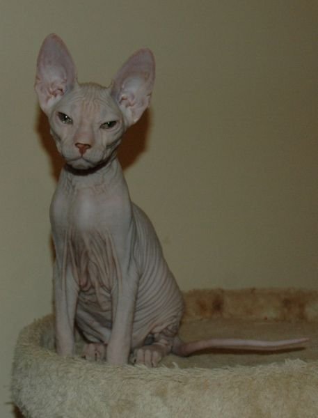 Krasotka PixySphynx
