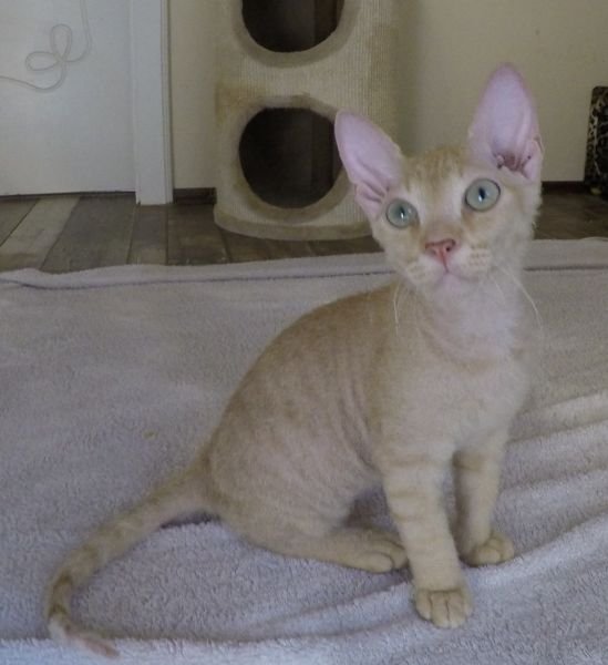 Kolja PixySphynx