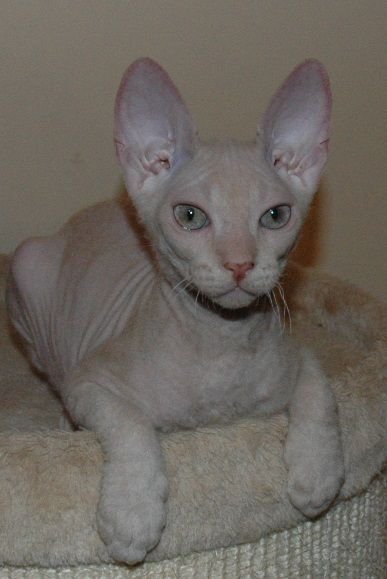 Klubok PixySphynx