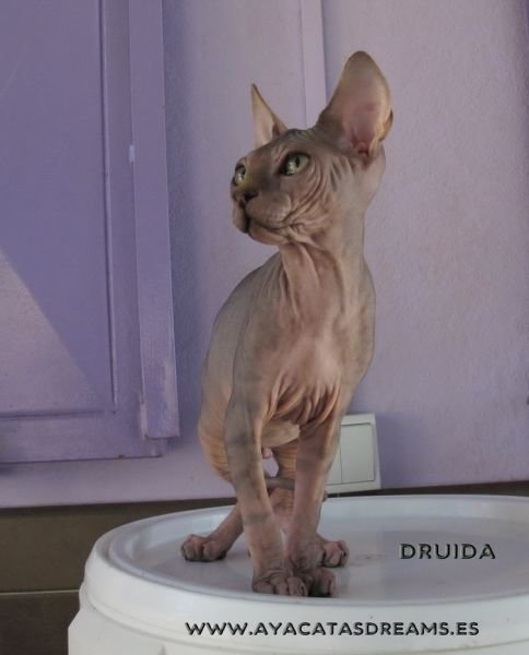 DRUIDA AYACATA'S DREAMS*ES